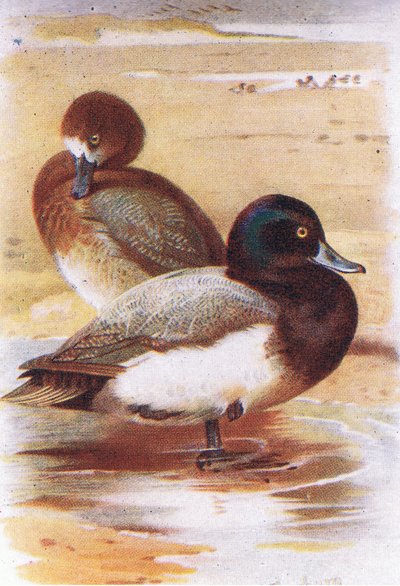 Scaup by Archibald Thorburn